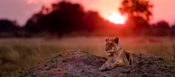 أنثى الأسد - سبوتنيك عربي