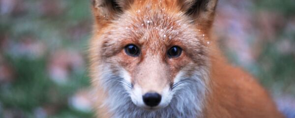 ثعلب في محمية الكوريل الطبيعية - سبوتنيك عربي