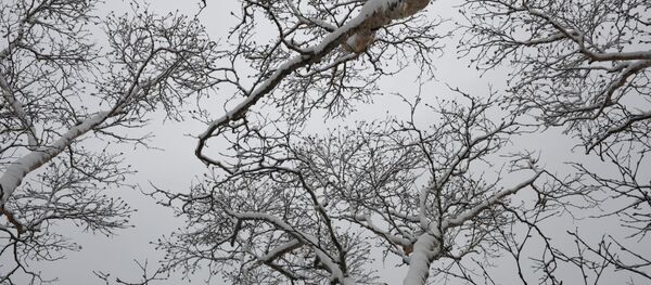 ثلج يغطي أشجار منطقة ساراتوفسكي كوردون في محمية الكوريل الطبيعية - سبوتنيك عربي