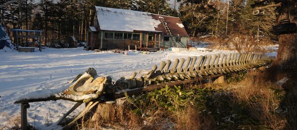 محمية الكوريل الطبيعية محمية الكوريل الطبيعية - سبوتنيك عربي