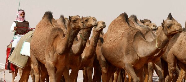 مسابقة جمال الإبل - سبوتنيك عربي