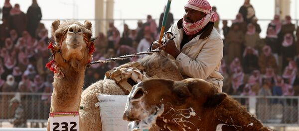 مسابقة جمال الإبل - سبوتنيك عربي