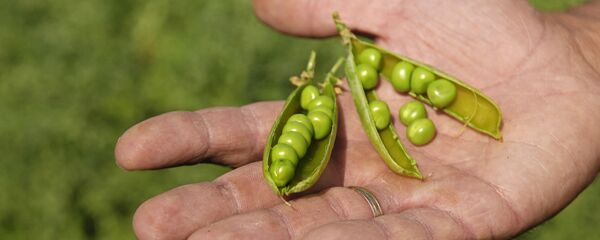 البازلاء - سبوتنيك عربي