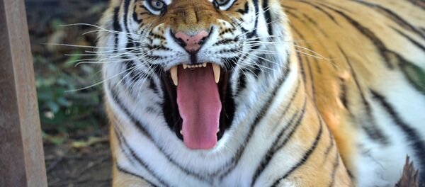 نمر يقطع الطريق - سبوتنيك عربي