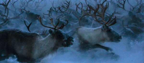 غزلان الشمال في توندرا في منطقة مورمانسك، روسيا - سبوتنيك عربي