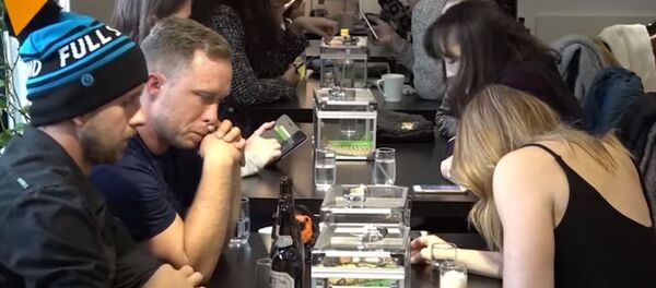 مقهى الأفاعي - سبوتنيك عربي