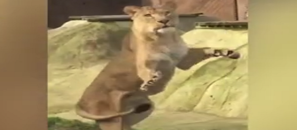 أسد يصطاد نسر - سبوتنيك عربي