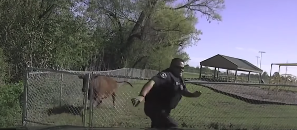 بقرة تنتقم من شرطي أعادها للمزرعة - سبوتنيك عربي