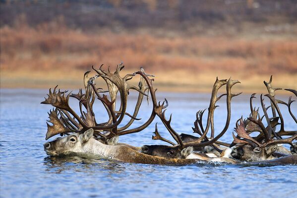 المهرجان الخامس للتصوير بيرفوزدانايا روسيا - صورة بعنوان غزلان تعبر نهر أولينيك في ياقوتيا للمصور ألكسندر كريفوشابكين - سبوتنيك عربي