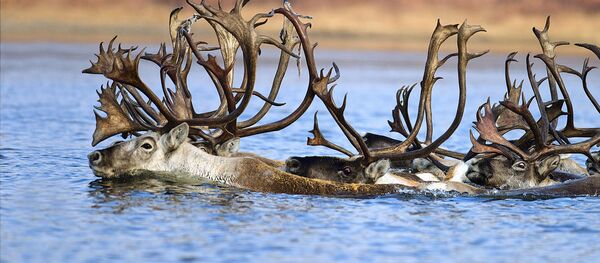 المهرجان الخامس للتصوير بيرفوزدانايا روسيا - صورة بعنوان غزلان يعبرون نهر أولينيك في ياقوتيا للمصور ألكسندر كريفوشابكين - سبوتنيك عربي