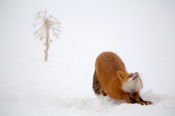 المهرجان الخامس للتصوير بيرفوزدانايا روسيا - صورة بعنوان أتقدرون على فعل ذلك؟ للمصور دينيس بودكوف - سبوتنيك عربي