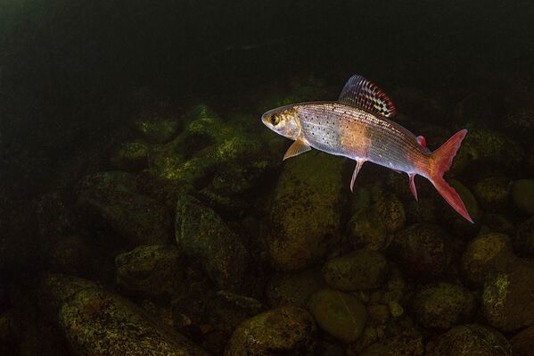 المهرجان الخامس للتصوير بيرفوزدانايا روسيا - صورة بعنوان السمكة الذهبية للمصورة أولغا كامينسكايا - سبوتنيك عربي