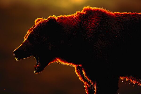 المهرجان الخامس للتصوير بيرفوزدانايا روسيا - صورة بعنوان التثاؤب الصباحي للمصور أليكسي فولكوف - سبوتنيك عربي