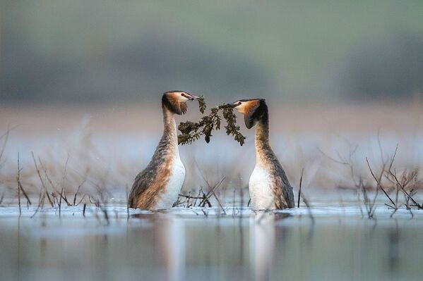 المهرجان الخامس للتصوير بيرفوزدانايا روسيا - صورة بعنوان لم أحضر لكم باقة من الورد الجوري اليوم للمصور دميتري فيليونوف - سبوتنيك عربي