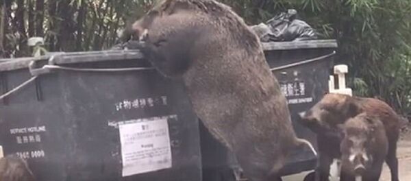 خنزير متوحش - سبوتنيك عربي