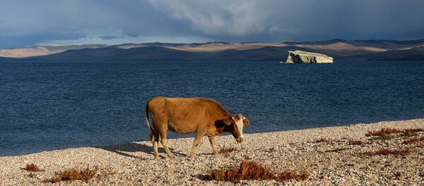 بقرة - سبوتنيك عربي