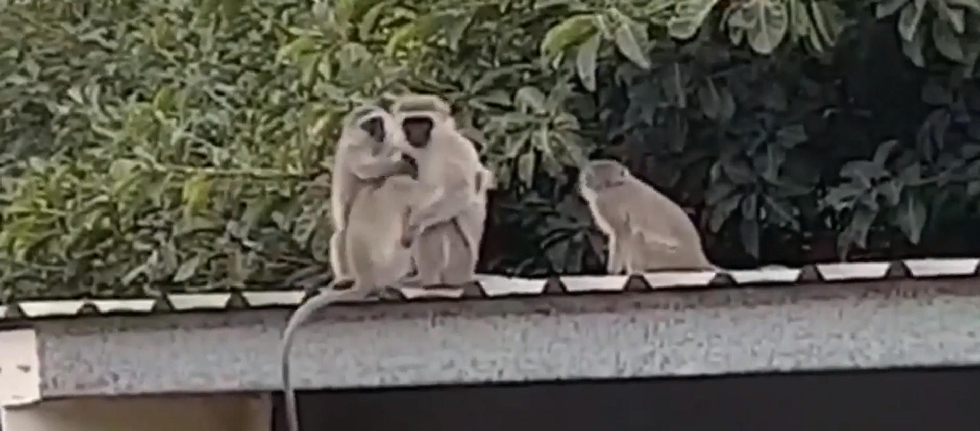 لحظات مؤثرة لاستقبال قرد صغير من قبل عائلته - سبوتنيك عربي, 1920, 20.02.2018