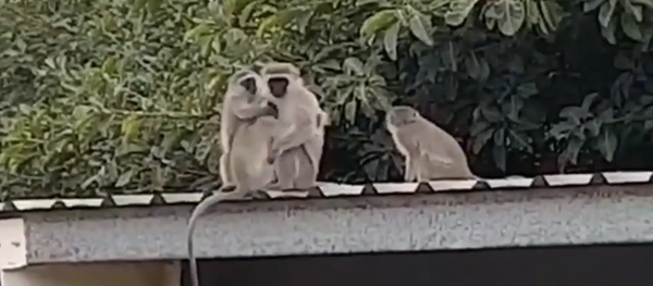 لحظات مؤثرة لاستقبال قرد صغير من قبل عائلته لحظات مؤثرة لاستقبال قرد صغير من قبل عائلته - سبوتنيك عربي