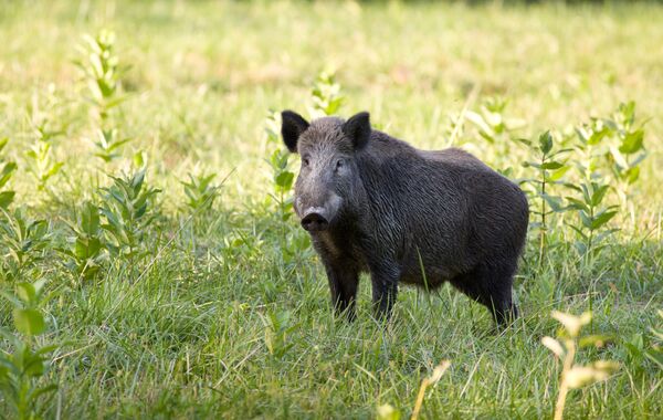 خنزير بري - سبوتنيك عربي