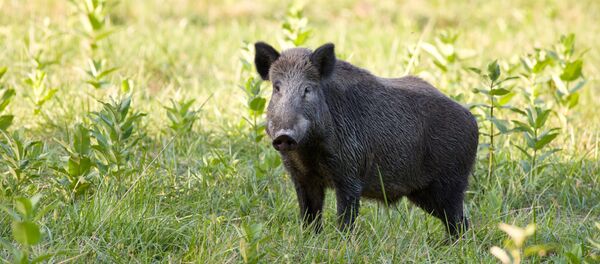 خنزير بري خنزير بري - سبوتنيك عربي