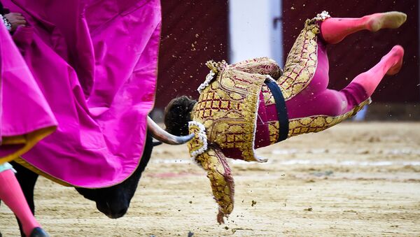 مصارع الثيران الإسباني إيل خولي يسقط خلال مصارعة الثيران في حلبة مصارعة لا سانتا ماريا في بوغوتا، كولومبيا 18 فبراير/ شباط 2018 - سبوتنيك عربي