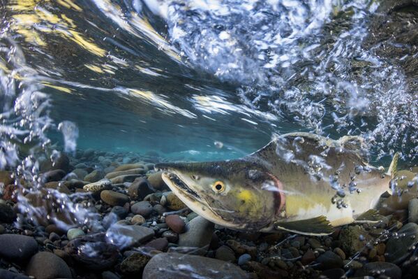 مسابقة التصوير تحت الماء لعام 2018 - صورة في المرتبة الثالثة Migration للمصور الأمريكي أوستين فيرغوسن، في فئة Up & Coming - سبوتنيك عربي