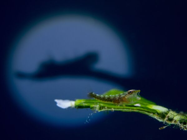 مسابقة التصوير تحت الماء لعام 2018 - صورة في المرتبة الثالثةThe Shadow للمصور الماليزي كينجي تشيو، في فئة Macro  - سبوتنيك عربي