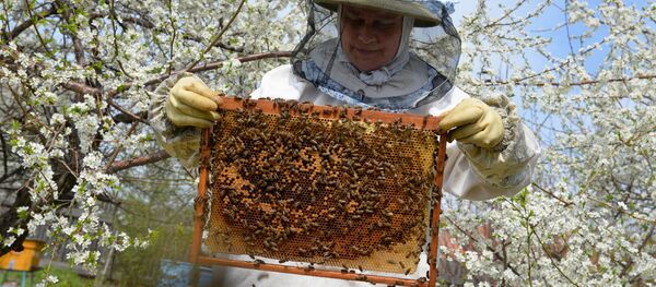 النحل - سبوتنيك عربي