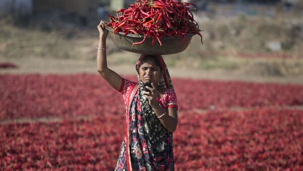 امرأة هندية تنظر إلى هاتفها النقال خلال حصاد الفلفل الأحمر الحار في غانديناغار، الهند 25 فبراير/ شباط 2018 - سبوتنيك عربي