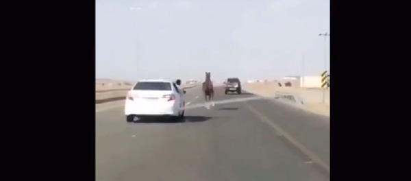 سعودي يروض حصانا - سبوتنيك عربي