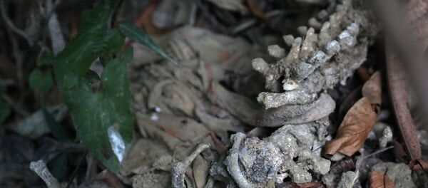 عظام - سبوتنيك عربي