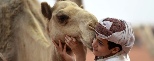 صبي يلتقط صورة مع جمل في مهرجان الملك عبد العزيز للإبل في رماح، على بعد 150 كلم شرق الرياض، في 29 مارس/ آذار 2017. - سبوتنيك عربي