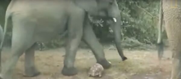 أفيال كادت أن تدهس سلحفاة في جنوب أفريقيا - سبوتنيك عربي