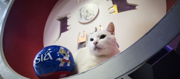 القط أخيل - سبوتنيك عربي