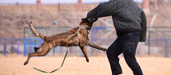 كلب - سبوتنيك عربي
