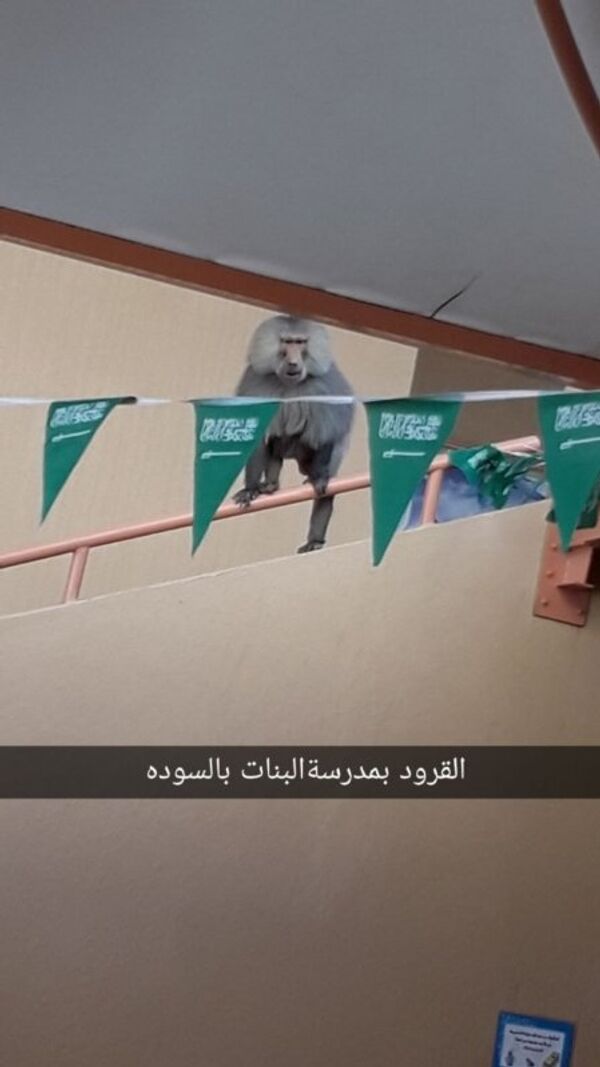 قرود قرود - سبوتنيك عربي