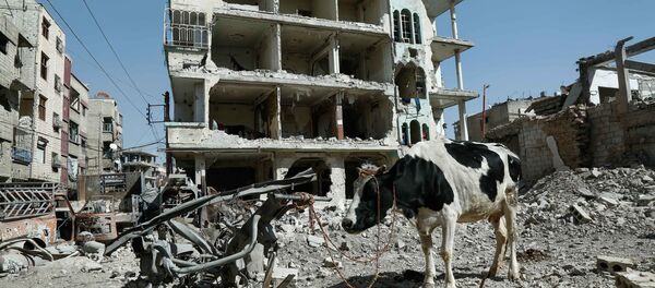 بقرة على خلفية ركام في دوما، الغوطة الشرقية، سوريا 12 مارس/ آذار 2018 - سبوتنيك عربي