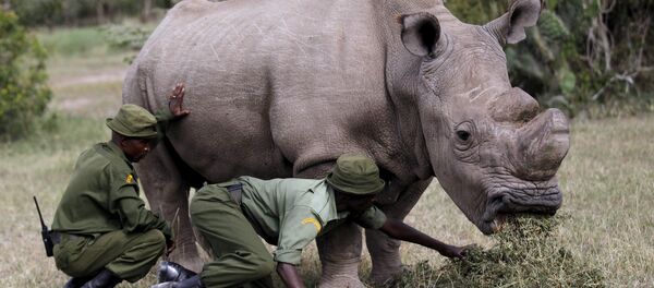 Wardens assist the last surviving male northern white rhino named 'Sudan' as it grazes at the Ol Pejeta Conservancy in Laikipia national park, Kenya - سبوتنيك عربي