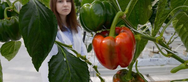 فلفل القوة المصرية - سبوتنيك عربي