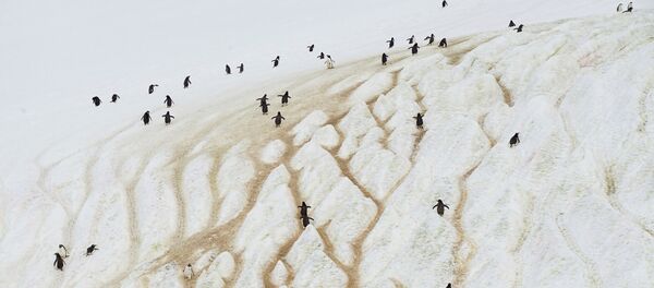 طيور البطريق على جزيرة دانكو في أنتاركتيكا (القطب الجنوبي)، 14 فبراير/ شباط 2018 - سبوتنيك عربي