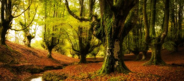 غابة أوتزاريتا، في إقليم الباسك، إسبانيا. وهي غابة ضبابية تحتوي على فروع أشجار منمقة. - سبوتنيك عربي