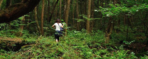 غابة أوكيغاهارا (سهل من الأشجار الخضراء) وغابة دزيوكاي (بحر من الأشجار) في شمال جبل فوجي، اليابان - سبوتنيك عربي