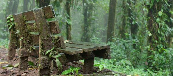 غابة مونتيفيردي في كوستا ريكا - تتميز بالغيوم الكثيفة المنخفضة جدا وغزارة الأمطار طوال الوقت تقريبا غابة مونتيفيردي في كوستا ريكا - تتميز بالغيوم الكثيفة المنخفضة جدا وغزارة الأمطار طوال الوقت تقريبا - سبوتنيك عربي