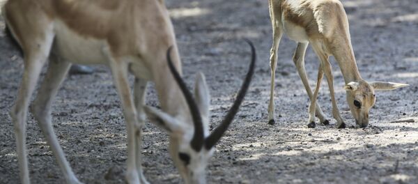 غزال غزال - سبوتنيك عربي