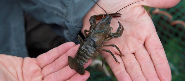 جراد البحر الرخامي - سبوتنيك عربي