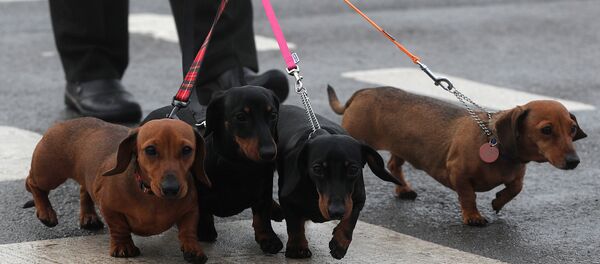 مجموعة من كلاب داكسونت - سبوتنيك عربي