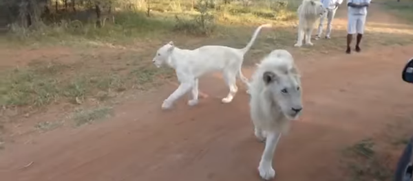 أسد أبيض ينقض على حافلة طلاب خلال رحلة سفاري أسد أبيض ينقض على حافلة طلاب خلال رحلة سفاري - سبوتنيك عربي