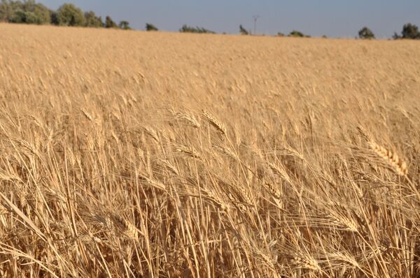 القمح السوري - سبوتنيك عربي