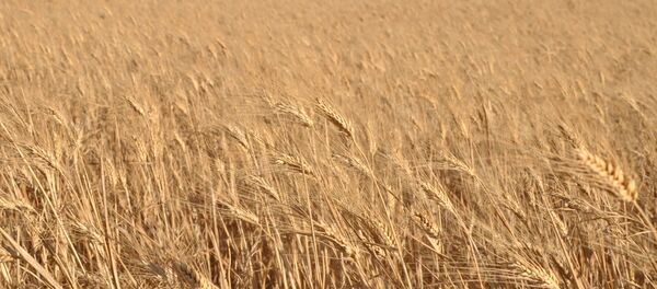 القمح السوري - سبوتنيك عربي