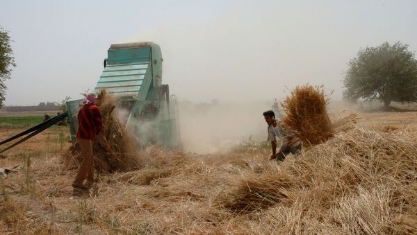 عمال سوريون يعملون في موسم حصاد القمح - سبوتنيك عربي